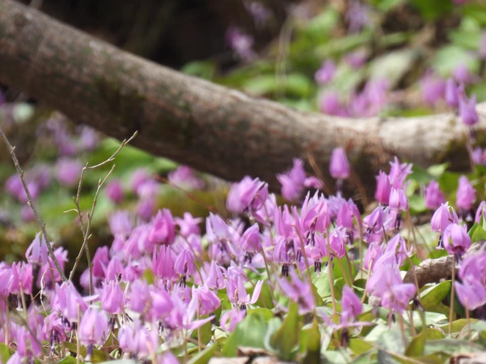 園内花ごよみ