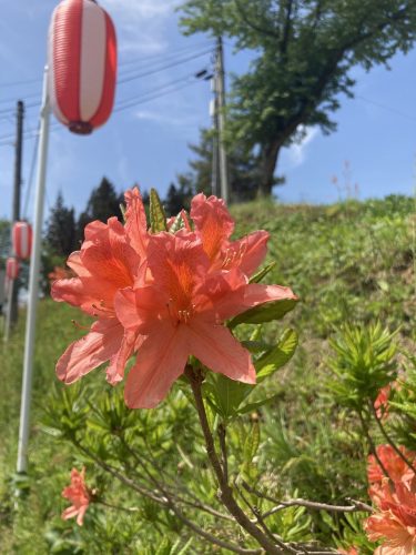 レンゲツツジ