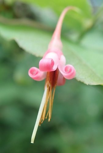 アクシバ